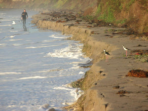 Coastal Erosion and its Impact on Beach Cuts: A Metal Detector's Paradise